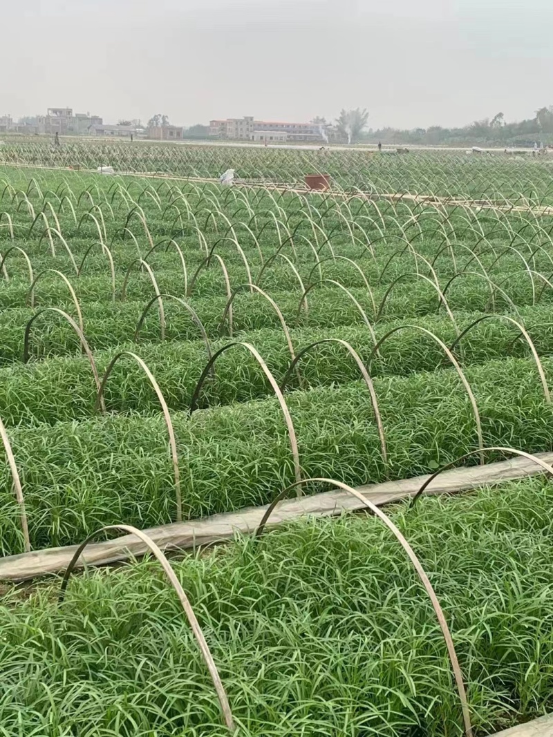 空心菜广西种植基地供货，量大从优长期供应欢迎电联采购