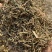 白花蛇舌草保庆药业批发白花蛇舌草实物拍摄