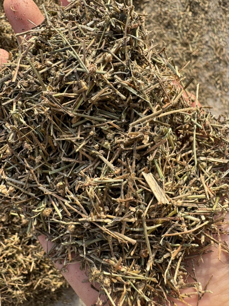 白花蛇舌草保庆药业批发白花蛇舌草实物拍摄