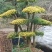 亮晶女贞桩