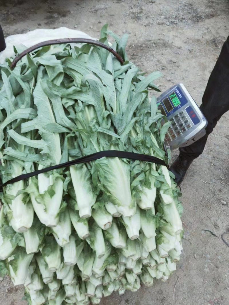 甜麦菜苗白梗花芽基地供货，量大从优，欢迎电联采购