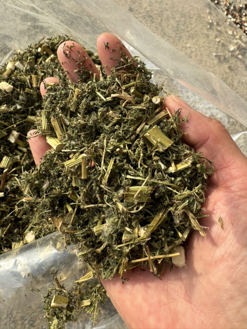 青蒿保庆药业批发青蒿草发货如图！发货前过筛！