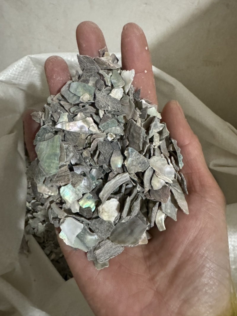 石决明石决明颗粒另有石决明粉现货保庆药业批石决明