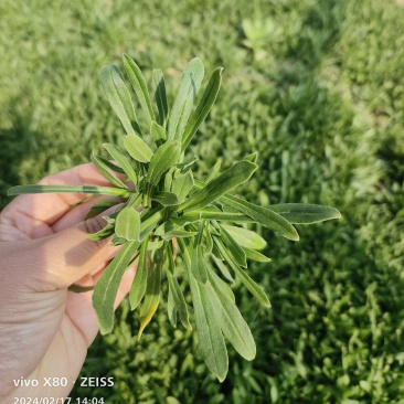 面条菜大量供应,产地直发,长期供应,支持各种包装,欢迎致