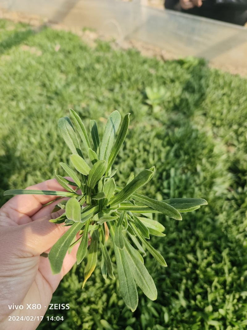 面条菜大量供应，产地直发，长期供应，支持各种包装，欢迎致