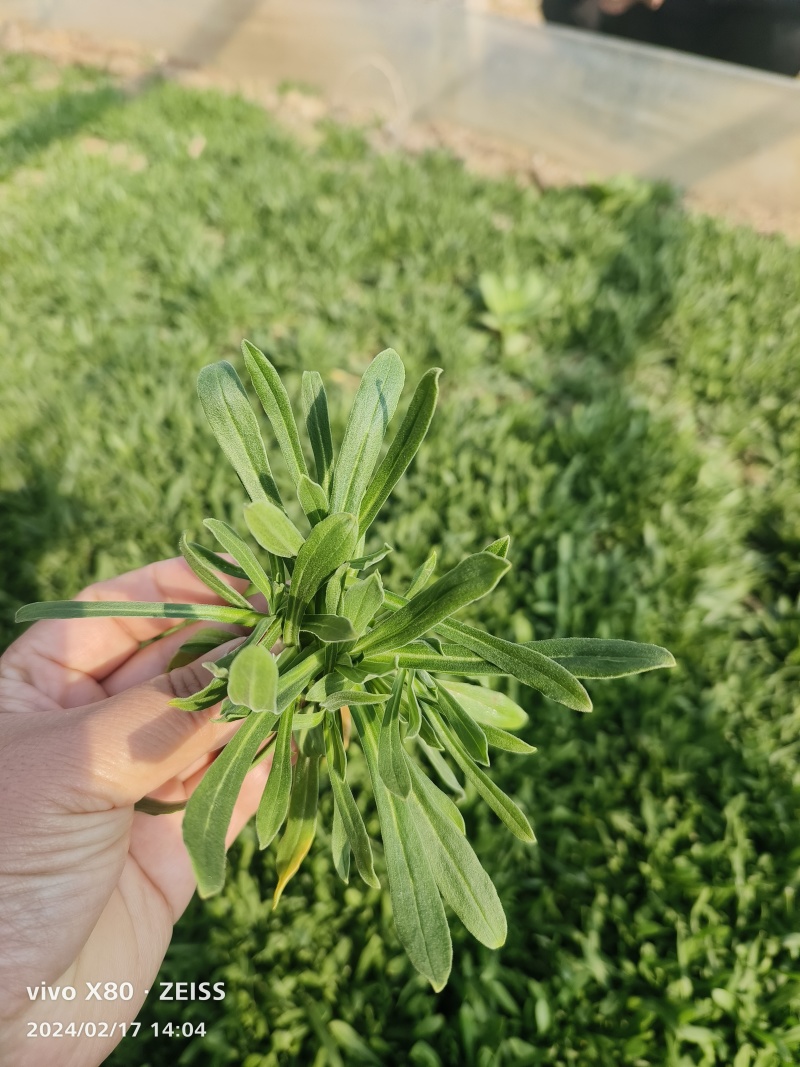 面条菜大量供应，产地直发，长期供应，支持各种包装，欢迎致