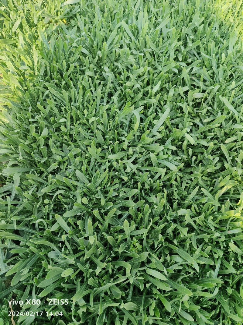 面条菜大量供应，产地直发，长期供应，支持各种包装，欢迎致