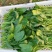 大叶菠菜产地直发，长期供应，价格？，品质保证，欢迎致电