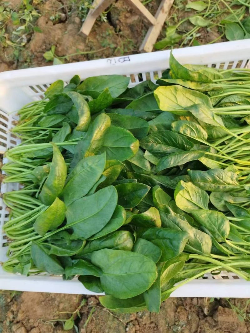 大叶菠菜产地直发，长期供应，价格？，品质保证，欢迎致电