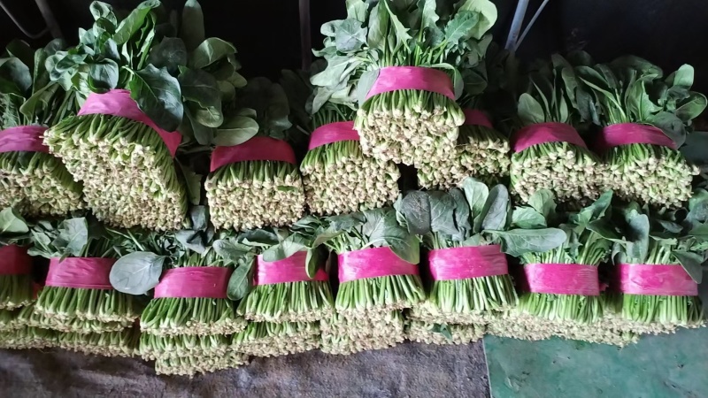 大叶菠菜产地直发，长期供应，价格？，品质保证，欢迎致电