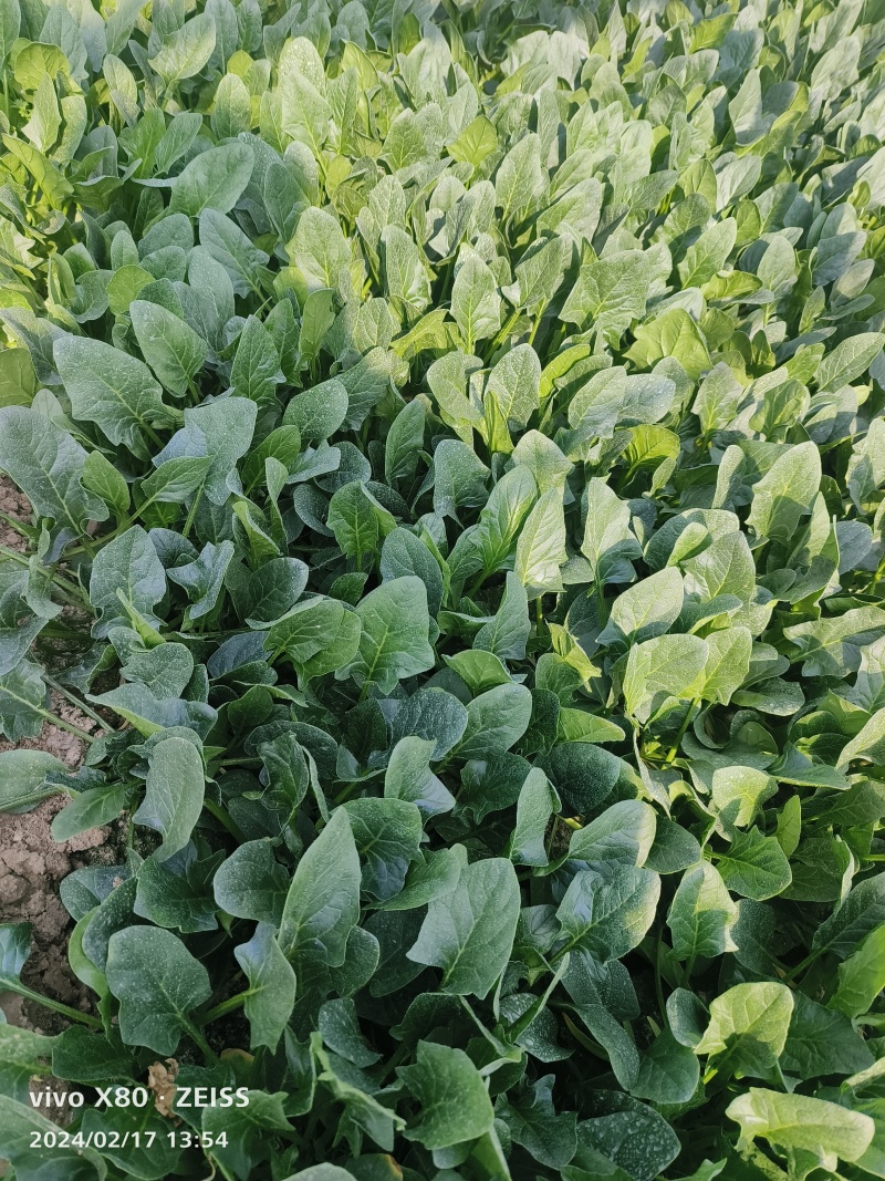 大叶菠菜产地直发，长期供应，价格？，品质保证，欢迎致电