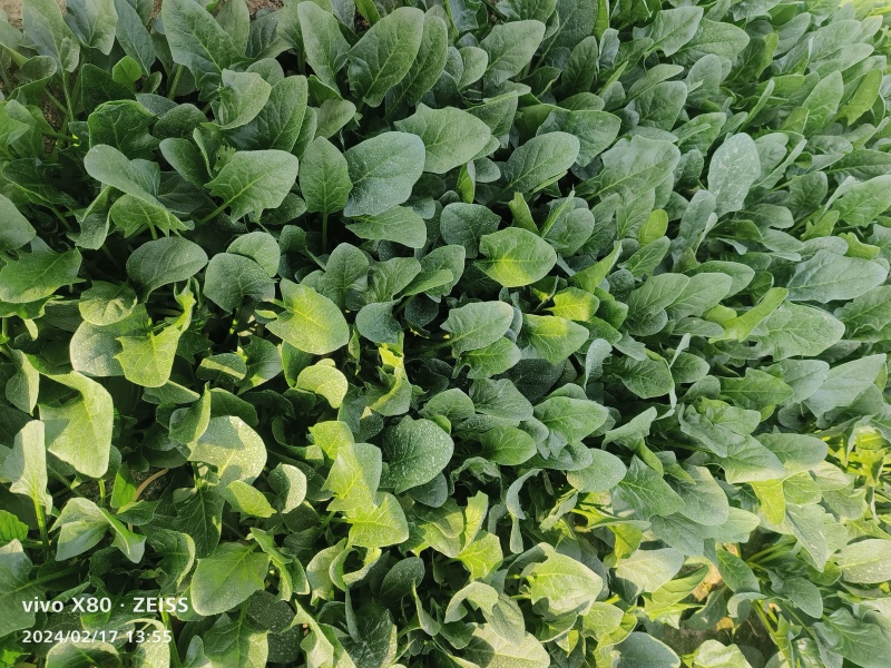 大叶菠菜产地直发，长期供应，价格？，品质保证，欢迎致电