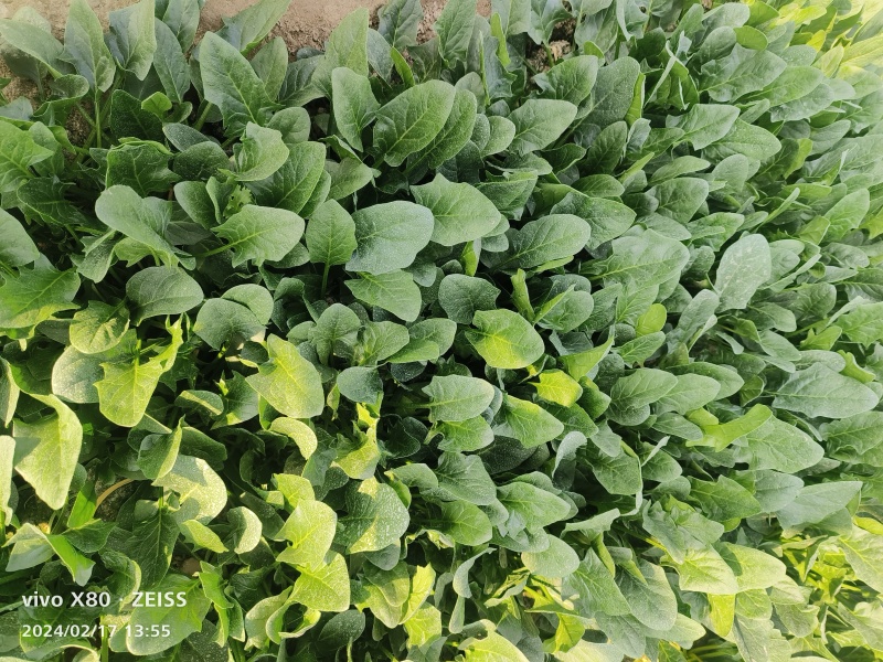 大叶菠菜产地直发，长期供应，价格？，品质保证，欢迎致电