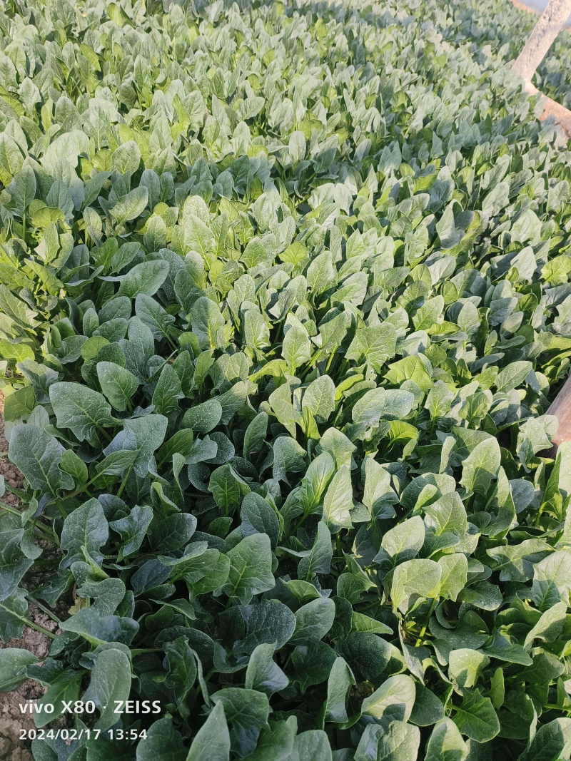 大叶菠菜产地直发，长期供应，价格？，品质保证，欢迎致电