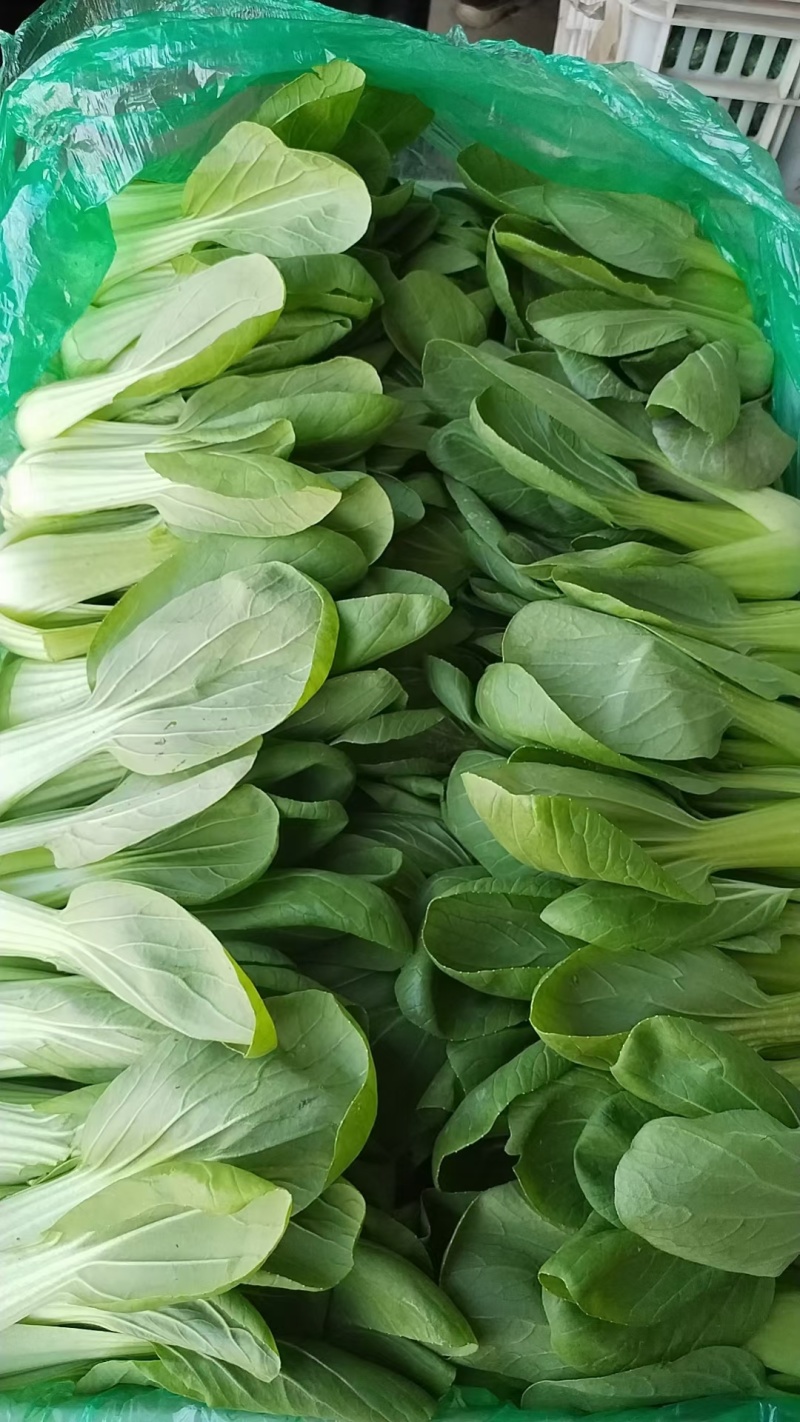 油菜产地直发，一年四季有货，货源充足，质量非常好，欢迎致