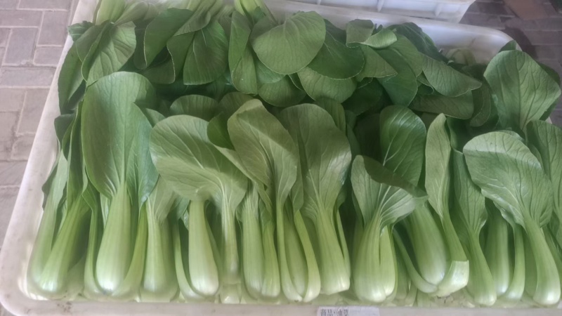 油菜产地直发，一年四季有货，货源充足，质量非常好，欢迎致