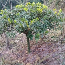 杜鹃，老杜鹃，高杆，杜鹃，四川宜宾茶花种植基地，蜀兴苗木