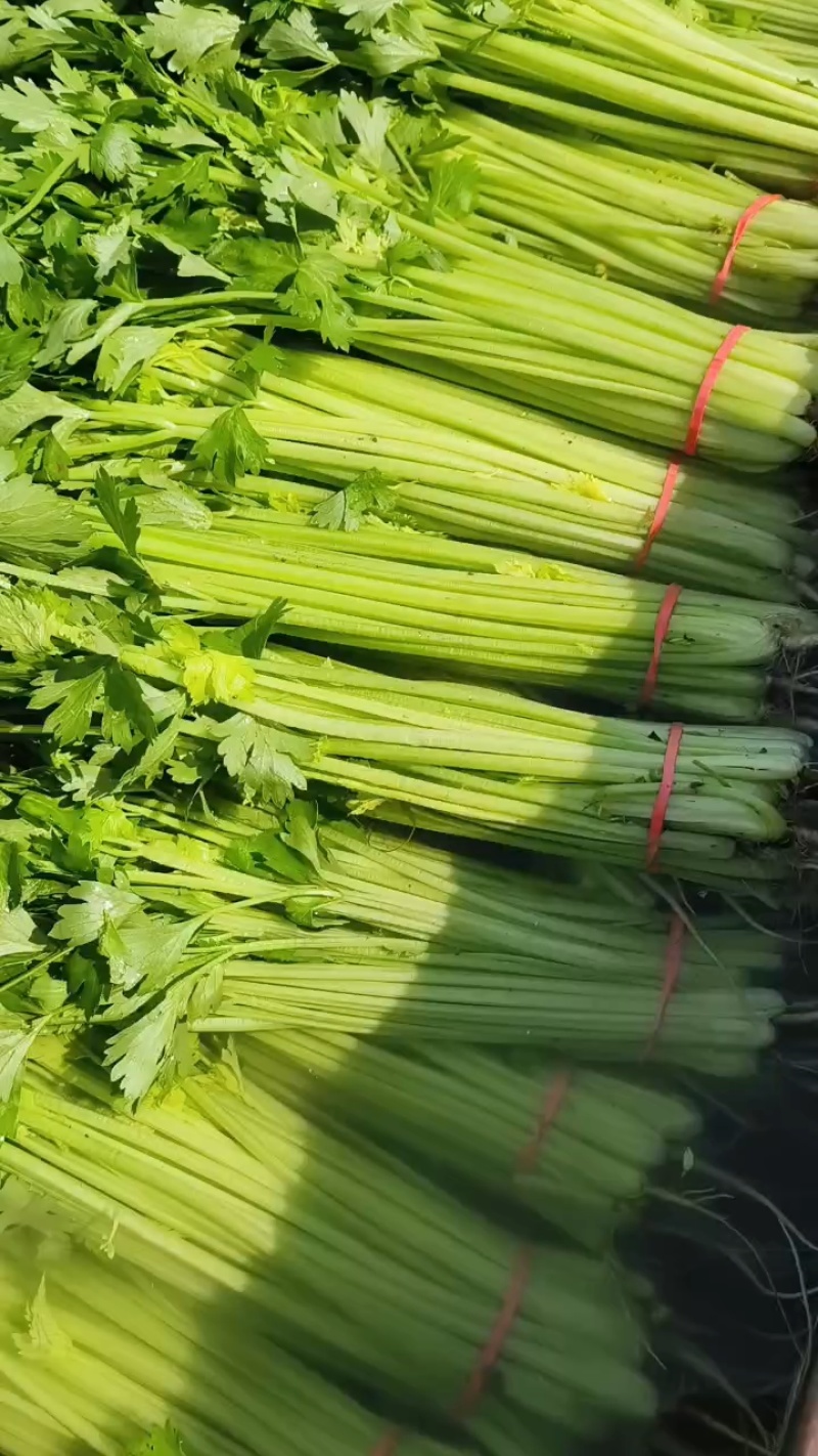 香芹大量供应产地直发，一年四季有货，货源稳定，质量非常好