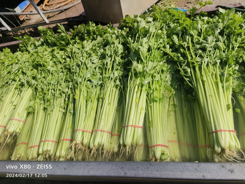 香芹大量供应产地直发，一年四季有货，货源稳定，质量非常好