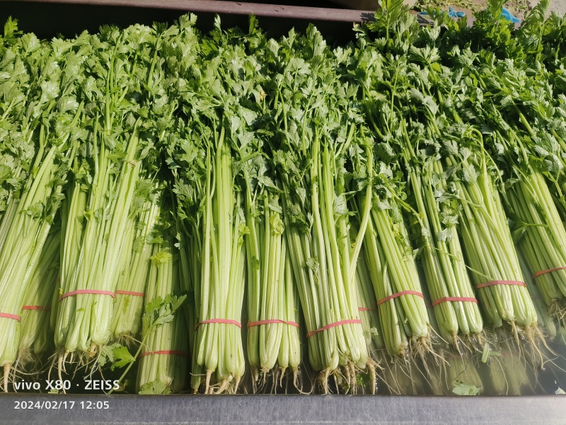 香芹大量供应产地直发，一年四季有货，货源稳定，质量非常好