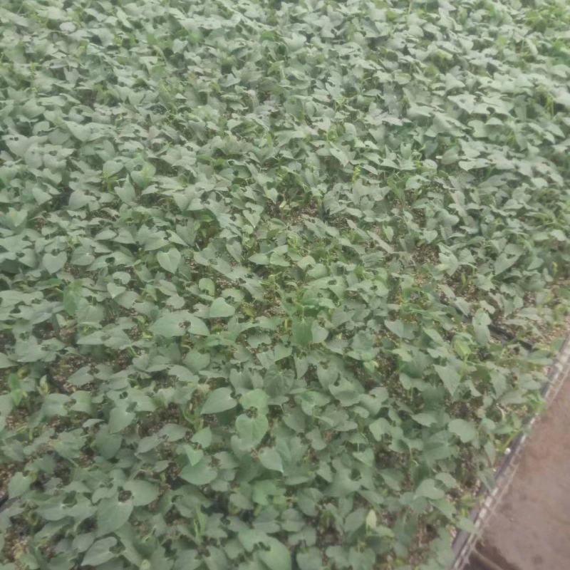 精品芸豆苗基地直发保质保量全国发货欢迎咨询