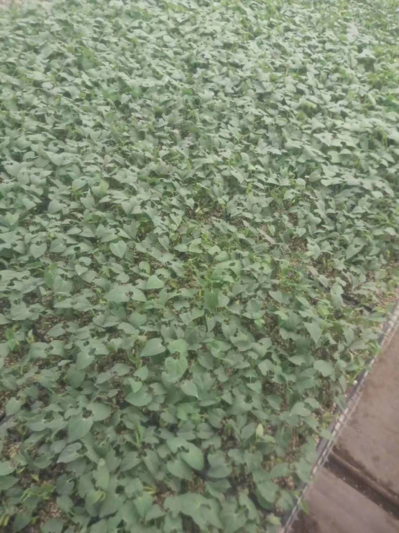 精品芸豆苗基地直发保质保量全国发货欢迎咨询