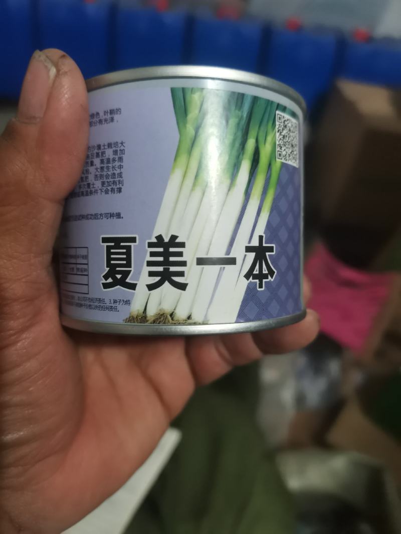 铁杆葱苗