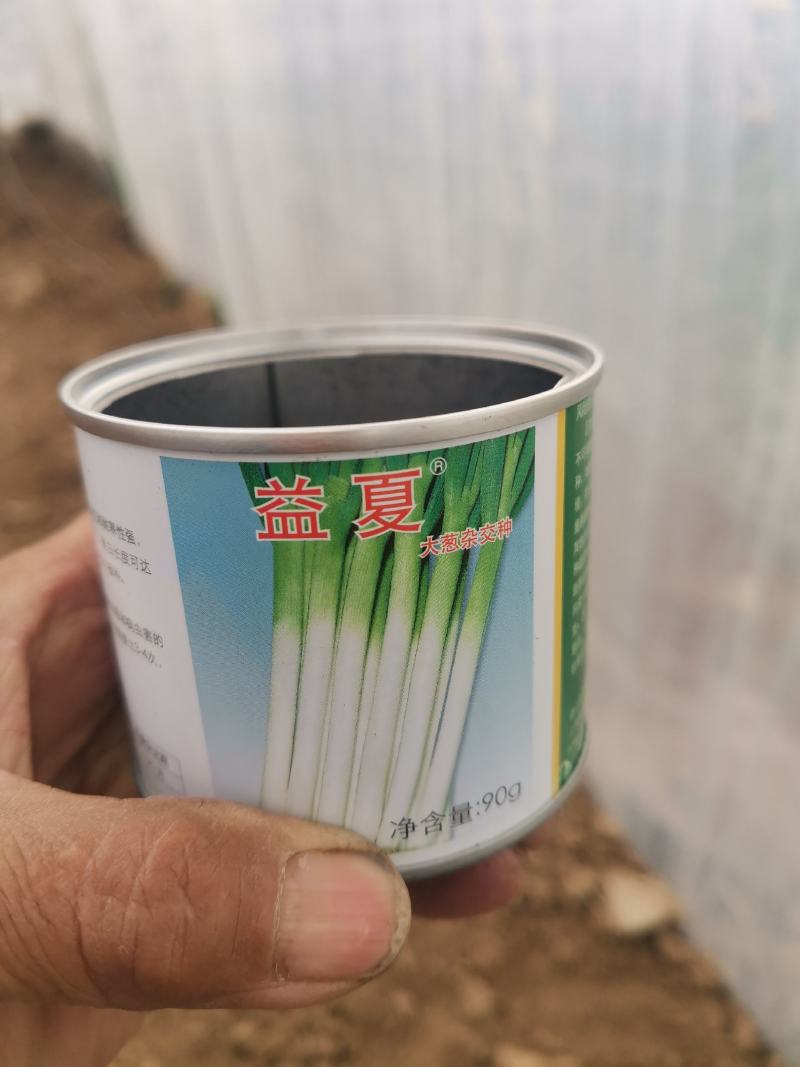 铁杆葱苗