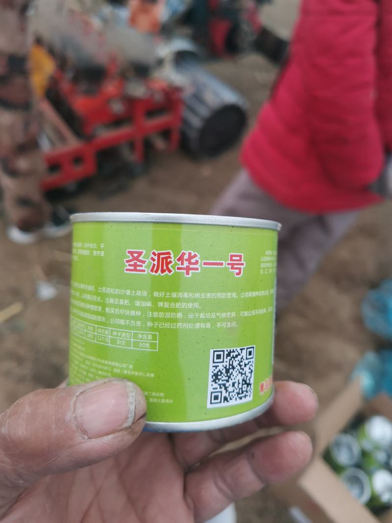 铁杆葱苗