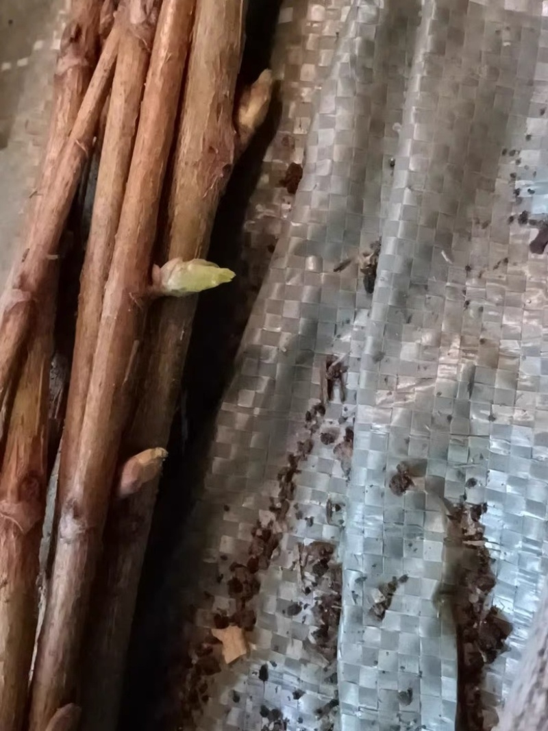 白加仑苗白醋栗苗当年挂果抗寒浆果适合南北方种植