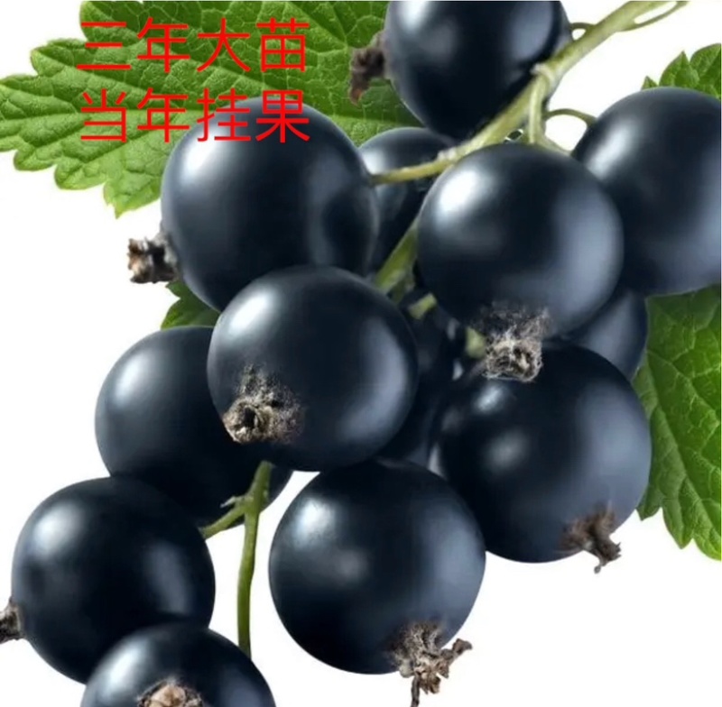 黑加仑苗丹峰黑加仑苗大粒王大果新品种