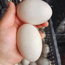 精品双黄鸭蛋，白皮双黄鸭蛋，一斤4个，新鲜度高，破损低。