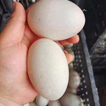 精品双黄鸭蛋，白皮双黄鸭蛋，一斤4个，新鲜度高，破损低。