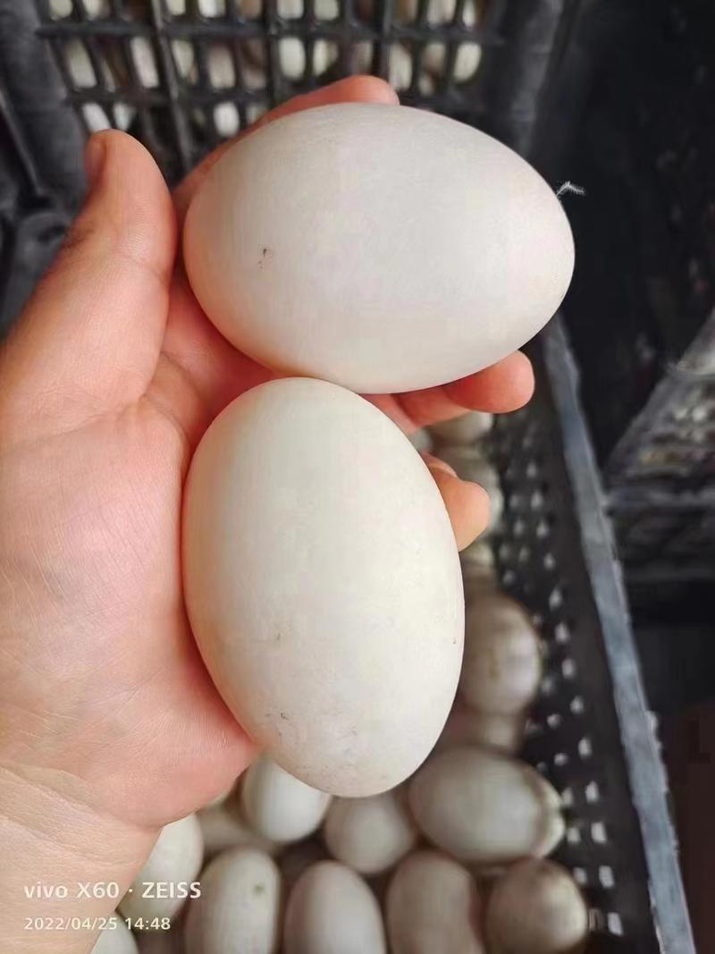 精品双黄鸭蛋，白皮双黄鸭蛋，一斤4个，新鲜度高，破损低。