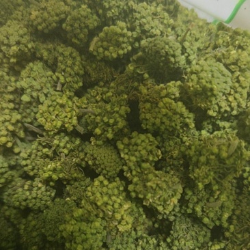 三七花干货三年三七花欢迎选购！量大从优！