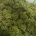 三七花干货三年三七花欢迎选购！量大从优！