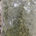 三七花干货三年三七花欢迎选购！量大从优！
