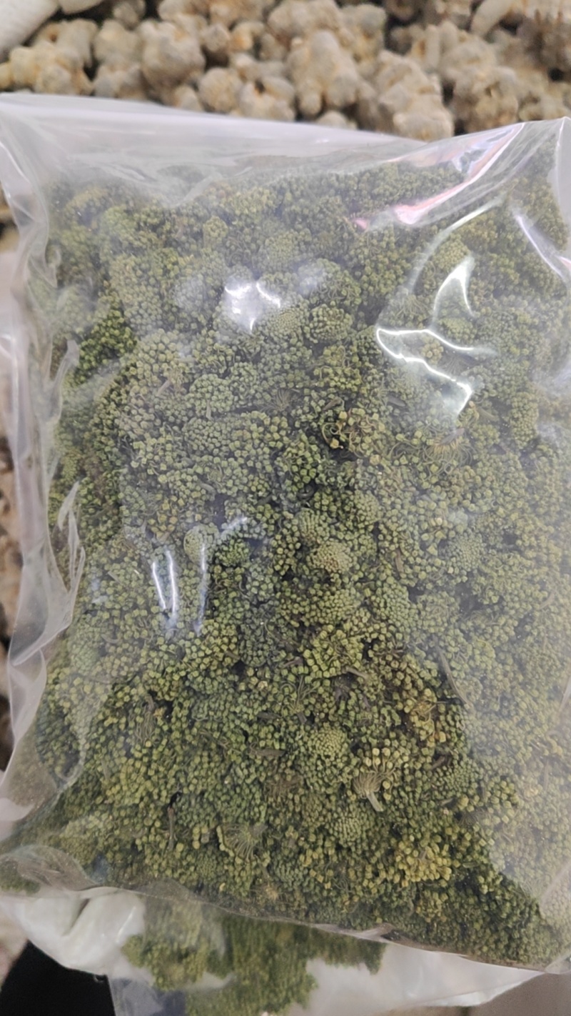 三七花干货三年三七花欢迎选购！量大从优！