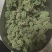 三七花干货三年三七花欢迎选购！量大从优！