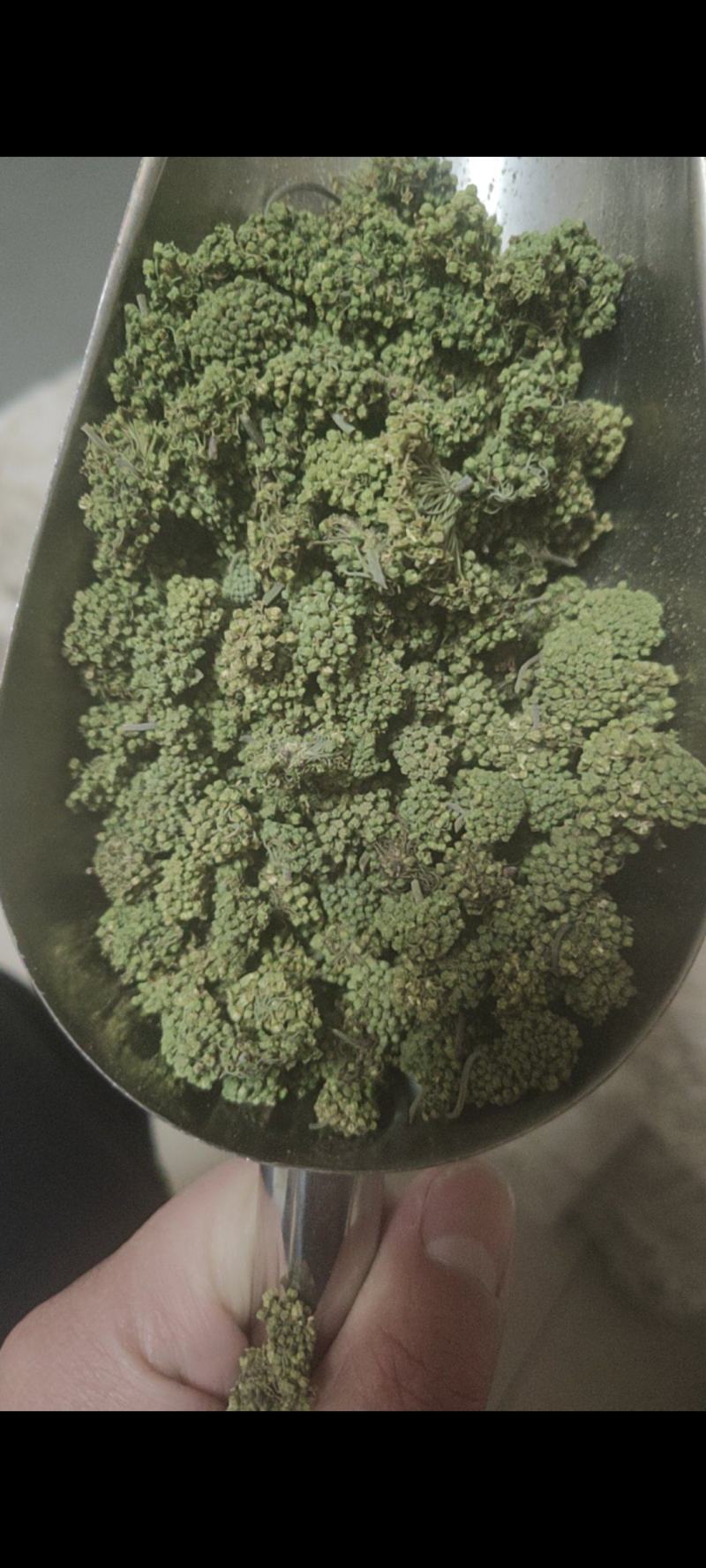 三七花干货三年三七花欢迎选购！量大从优！
