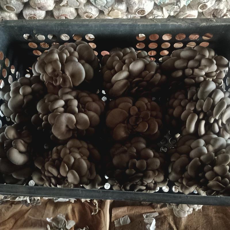 精品头茬小蘑菇