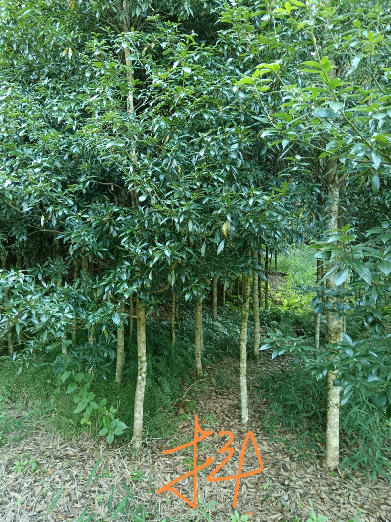 金丝楠木树苗