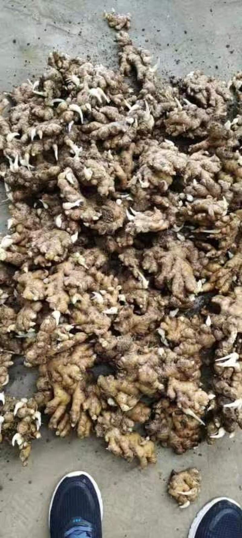 【姜种】高产姜种芽姜小黄姜种子提供技术指导抗病高产
