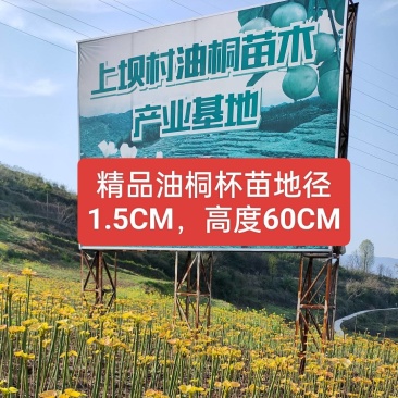油桐苗、油桐杯苗!