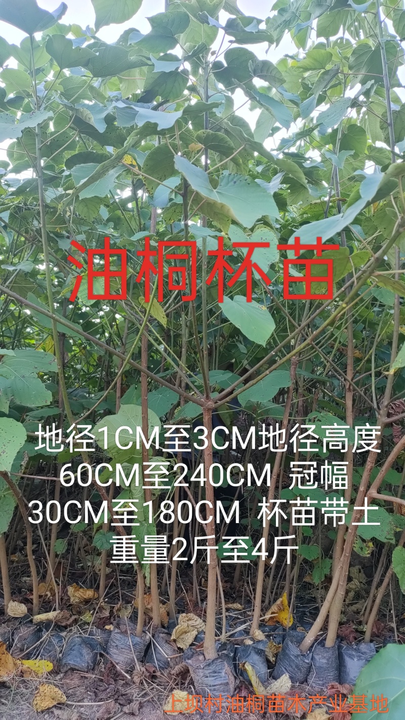 油桐苗、油桐杯苗!