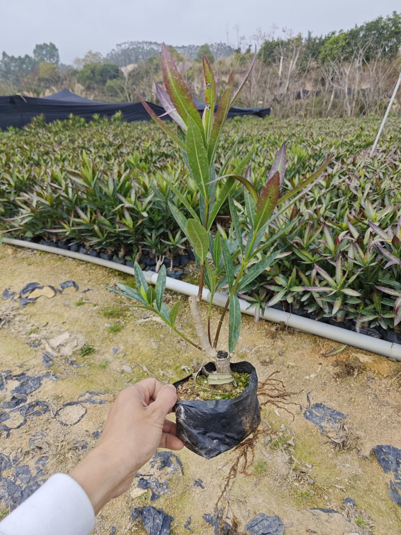 三角梅苗三角梅小苗批发价格福建漳州浮山三角梅种植基地