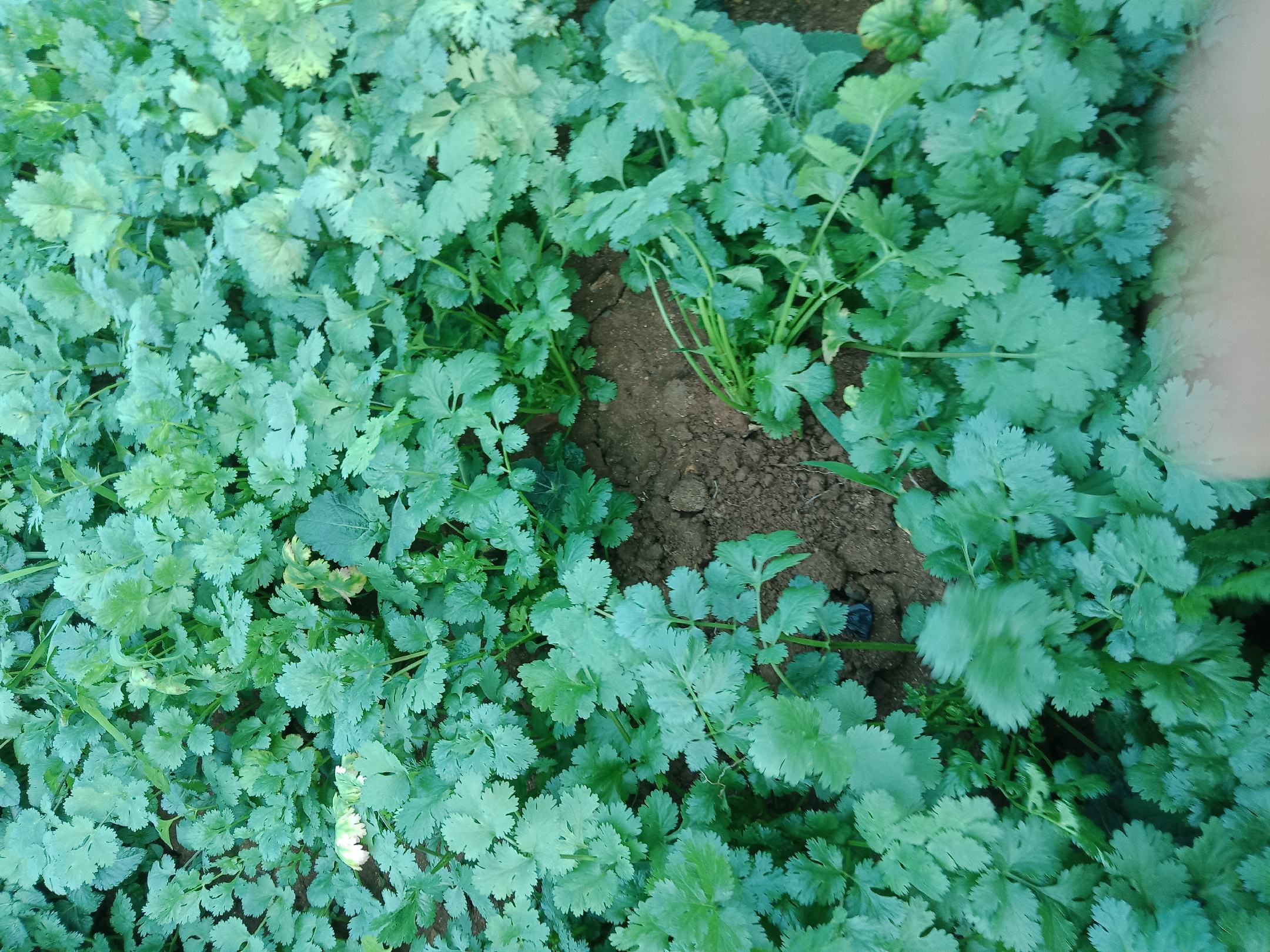 不同品种香菜对比图