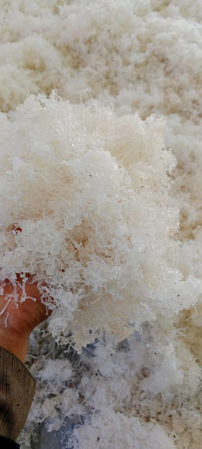 短龙须