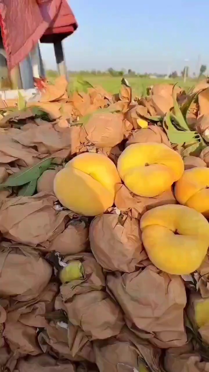 毛桃荔优郑三毛桃大量上市产地直发质量保证对接商超市