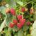 双季大果红烧树莓苗，易种好管理，当年结果
